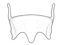   Anthidium emarginatum  male, diagram showing view of sixth sternum (S6), diagram from Gonzalez and Griswold 2013 
